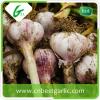 New crop fresh natural garlic price for sale