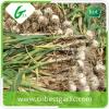 Natural pure china cheap garlic manufacturer fresh red garlic