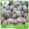 Good brand natural fresh white garlic for sale