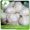 cheap china cheap garlic jinxiang fresh red/normal/pure white garlic factor with low price