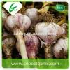 cheap china cheap garlic jinxiang fresh red/normal/pure white garlic factor with low price