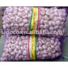 New Crop Garlic China