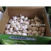 chinese white garlic as lowest price in jining #1 small image