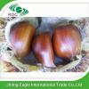 Chinese export price fresh sweet large chestnuts