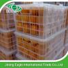 Fresh honey tasty mandarin orange in best price