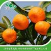 Fresh honey tasty mandarin orange in best price