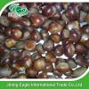 Best quality Chinese fresh taishan chestnut