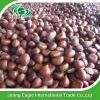 Wholesale organic yanshan fresh chestnut from china