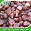 Wholesale organic yanshan fresh chestnut from china