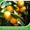 New harvest fresh honey sugar baby mandarin tangerine orange