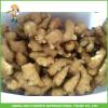 Competitive Price Wholesale New Young Ginger