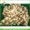 Chinese Fresh Ginger Old Ginger 150g Up