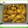 Bulk Fresh Mature Dry Old Ginger