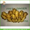 China Fresh Ginger For Wholesale