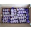 normal white garlic 200g in 10kg carton