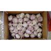 10kg carton garlic for Sale, 2014 Crop Garlic, Purple Garlic