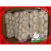 White pure garlic/White normal garlic/White garlic manufacturers