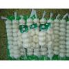 Garlic planter/China garlic price/Garlic importers