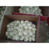 new crop natural garlic bulb/5.5cm garlic mesh bag/pure white garlic from origin