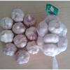 Purple garlic/Fresh garlic/Garlic price per ton from China