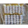 NEW CROP PURPLE GARLIC WHITE GARLIC TO AFRICA FOR SALE