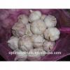 2017 AJO/ALHO/Chinese fresh garlic