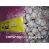 China Shandong normal white fresh red garlic size 5.0cm