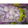 bawang putih harga