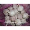 bawang putih harga