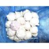 cina harga bawang putih