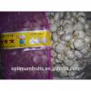 cina harga bawang putih