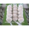 New crop Purple garlic white garlic from China for export