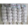 New crop Purple garlic white garlic from China for export