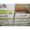 fresh white garlic from China top quality