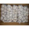 fresh white garlic from China top quality