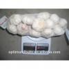 fresh white garlic from China top quality