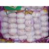 China high quality fresh garlic with competitive price