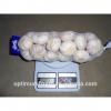 Fresh garlic/jinxiang garlic