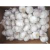 New crop fresh white garlic from China