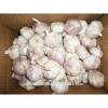 Fresh purple garlic from China