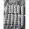 Fresh Natural white garlic in small mesh bag packing