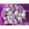 Chinese fresh pure white garlic 5.5cm