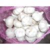 Chinese fresh pure white garlic 5.5cm