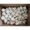 Chinese fresh pure white garlic 5.5cm