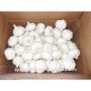 New season Chinese white garlic 10kg ctn