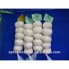 Fresh red garlic and pure white garlic 5.0cm, 5.5cm. 6.0cm