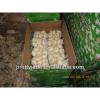 high quality china garlic