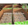 fresh white garlic exporters