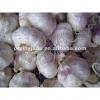 china fresh red garlic