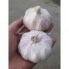 all the year supply Chinese high quality fresh Normal White Garlic / fresh Garlic